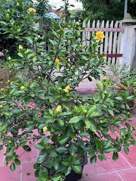 Hình ảnh Nhật Lệ Homestay - 2