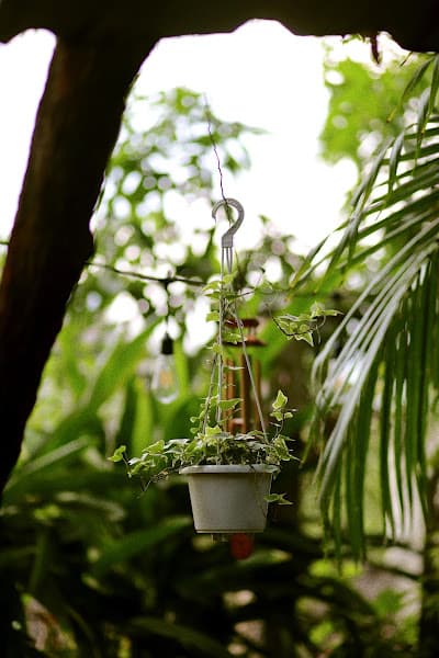 Hình ảnh Vườn Của Lá - 3