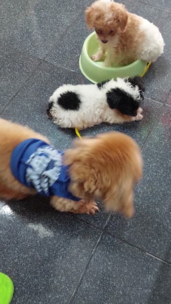 Hình ảnh Petsen Đồng Tháp (pet shop) - 3