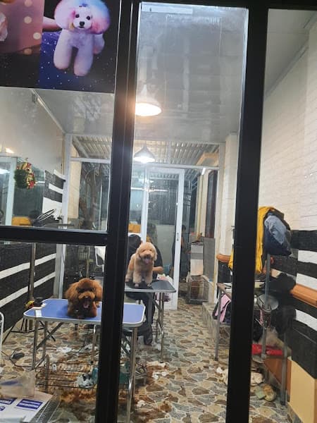 Hình ảnh Keeng Pet - Thú cưng Ninh Bình - 3