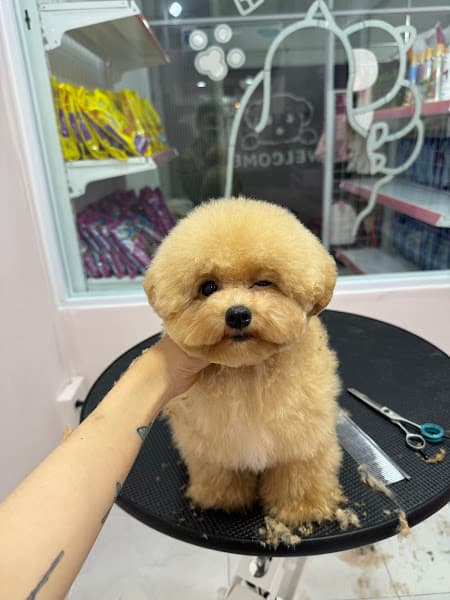 Hình ảnh Pooh pet shop - 2