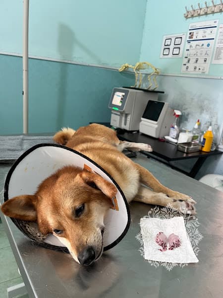 Hình ảnh Phòng Khám Thú Y MIN PET - 4