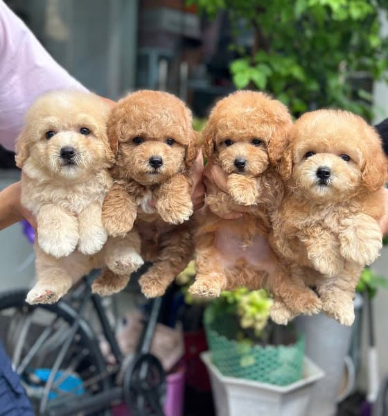Hình ảnh Petshop chó cảnh đà nẵng - 6