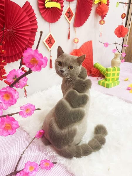 Hình ảnh PHÒNG KHÁM THÚ Y ĐÔNG HÀ CITY PET QUẢNG TRỊ - 2