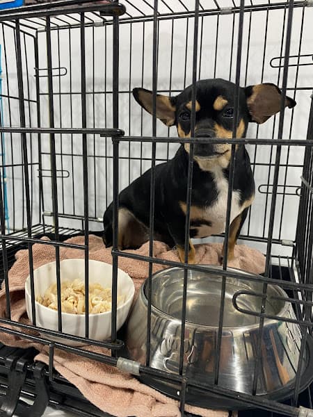 Dịch Vụ Thú Y Thành Công