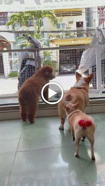 Hình ảnh Galaxy Pet Spa - 4