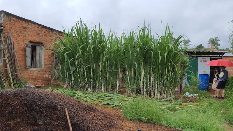 Hình ảnh Bánh bèo Tam Bố - 2