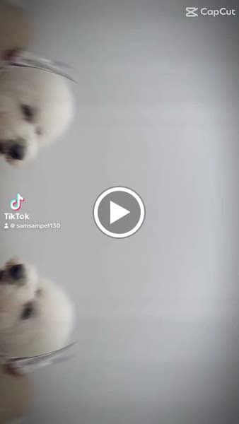 Hình ảnh SamSam Petshop_Spa Hotel Chó Mèo_ Petshop Bình Thạnh - 4