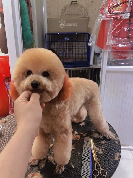 Hình ảnh Thú Y Puppy Pet - 4