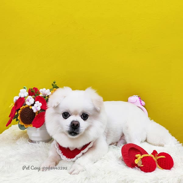 Hình ảnh PET CƯNG - Cắt tỉa lông chó mèo (Hoàng Xuân Nhị) - 3