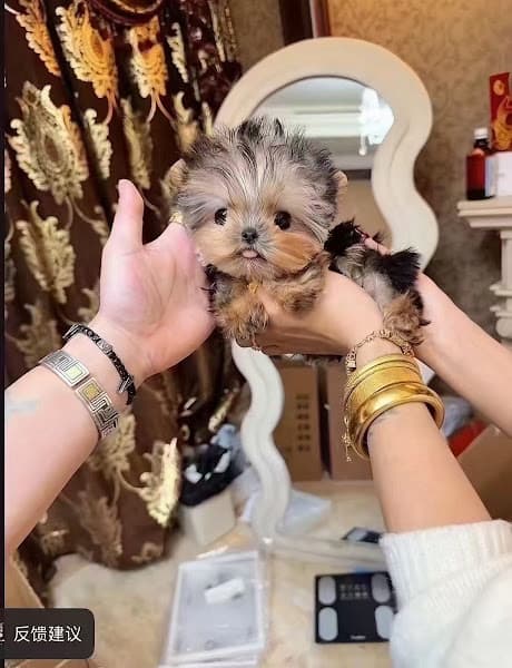 Hình ảnh Shop Thú Cưng Mập Pet House | Địa Chỉ Bán Chó Mèo Cảnh & DV Khách Sạn Thú Cưng Uy Tín - 2