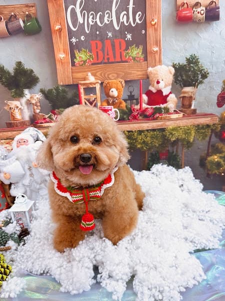 Hình ảnh Miu's Pet Care - 3