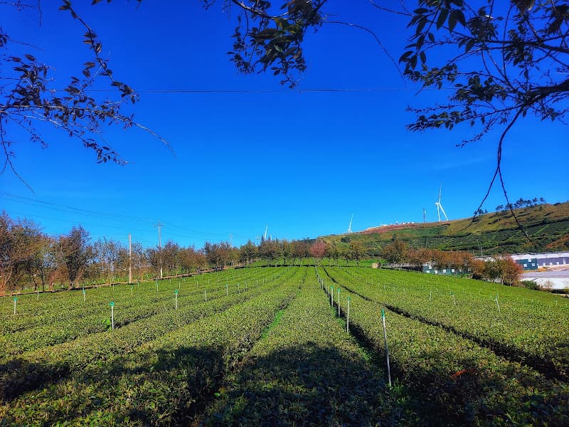 Hình ảnh The Coffee Farm Cầu Đất - 4