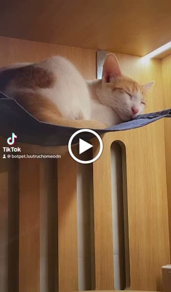 Hình ảnh Bột Pet - Khách sạn lưu trú và spa chó mèo - 2