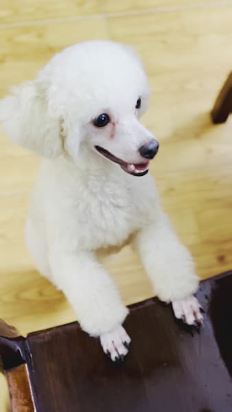 Hình ảnh CÚN CON SPA - 3