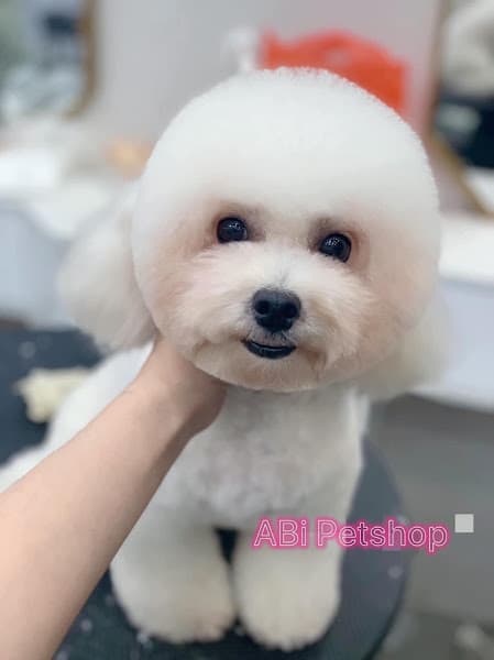 Hình ảnh ABi Petshop - 7