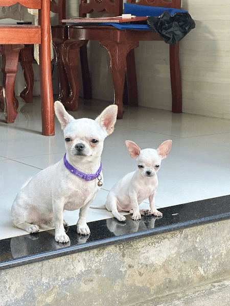 Hình ảnh Bệnh Viện Thú y Lê Khoa Gia Kiệm - 2