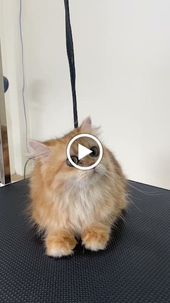 Hình ảnh DIPET petspa và trông giữ chó mèo - 4