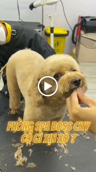 Hình ảnh Boss City Pet Shop - Siêu Thị Thú Cưng (Spa - Grooming & Hotel) - 2