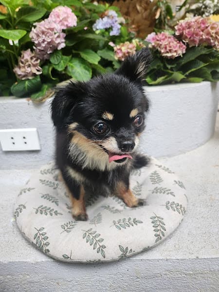 Hình ảnh Lio Home Pet - 4