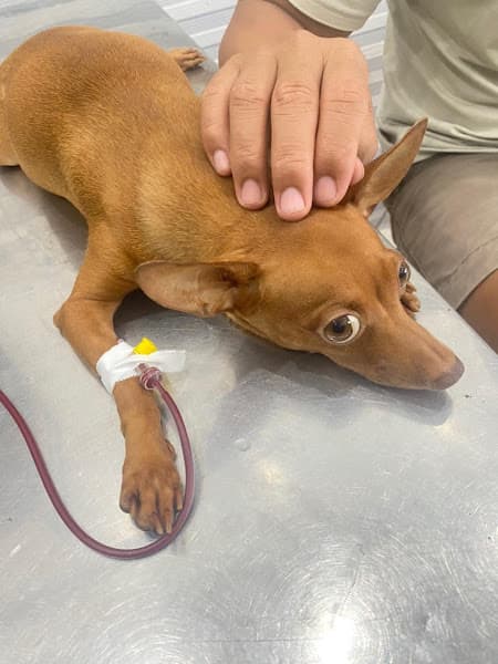 Hình ảnh Phòng Khám Thú Y Quảng Ngãi MY PET - 3