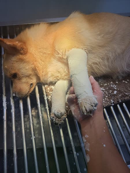 Hình ảnh Thú y Việt Đức - 4