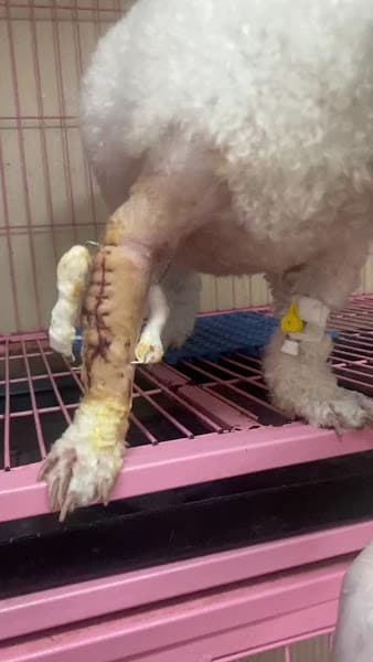 Hình ảnh Bệnh viện thú y VPET - 5