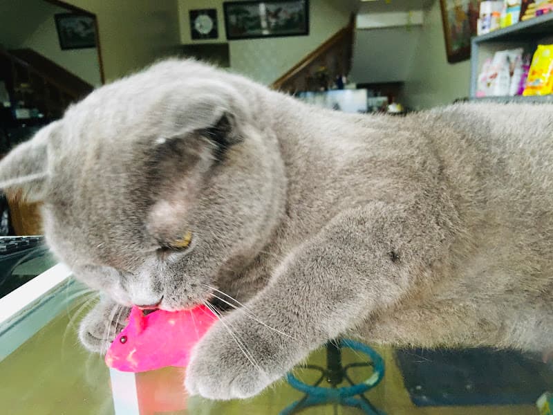 Hình ảnh Cửa Hàng Thuốc Thú Y Hải An - 3