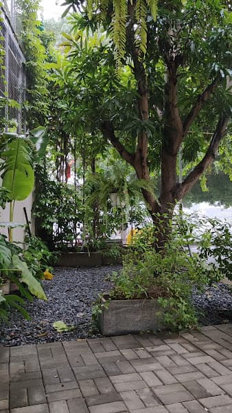 Hình ảnh Lá CàFe - 2