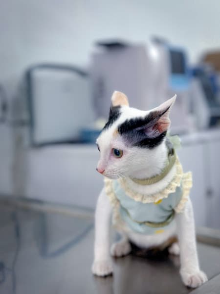 Hình ảnh Phòng Khám Thú Y BS Tiến - 3