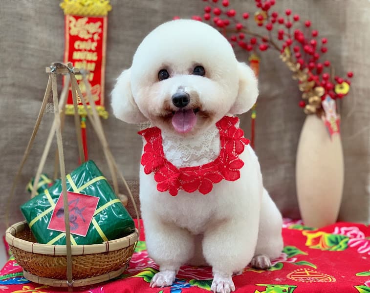 Hình ảnh BÁO PETSHOP - Spa, hotel, phụ kiện chó mèo - 2