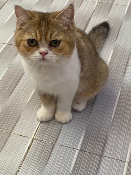 Hình ảnh Dịch Vụ Trông Giữ Chó Mèo Nami Cat Home - 3