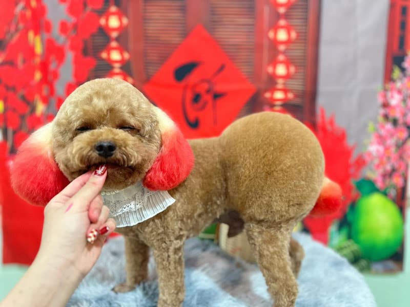 Hình ảnh Thú Y TigerVet - 5