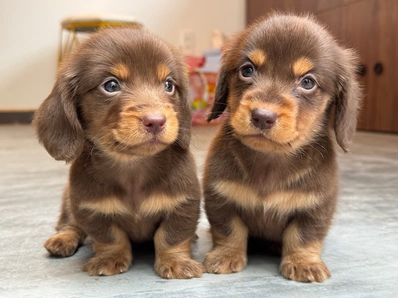 Hình ảnh Bông Dog Shop - Chó Cảnh Đà nẵng - 3