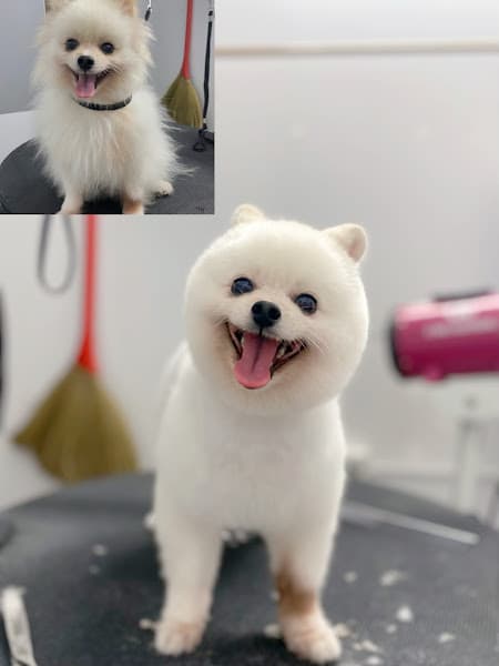 Hình ảnh ABi Petshop - 5