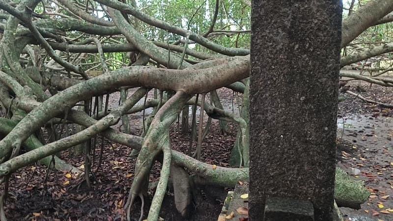 Hình ảnh Khu di tích Giàn Gừa - 6