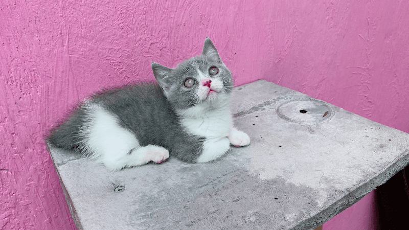 Hình ảnh Sóc Pet Shop Chó Mèo - Spa - Thức Ăn - Phụ Kiện - Phối Giống - Bmt - Đắk Lắk - 5