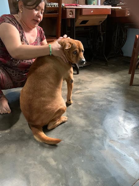 Hình ảnh Phòng Khám Thú Y 24H Chợ Mới AnGiang_Angiang Pet Clinic - 4