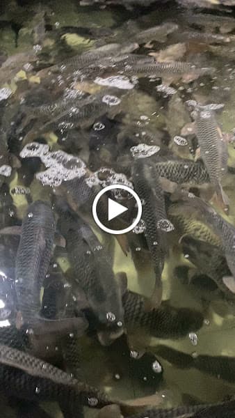 Hình ảnh Vựa cá Tầm Hải sản Cần Thơ - Hải Phú Thịnh - 2