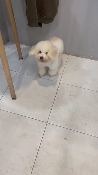 Hình ảnh Day Grooming - Petshop & Cửa Hàng Spa, Cắt Tỉa Lông Chó Mèo Quận 12 - 3