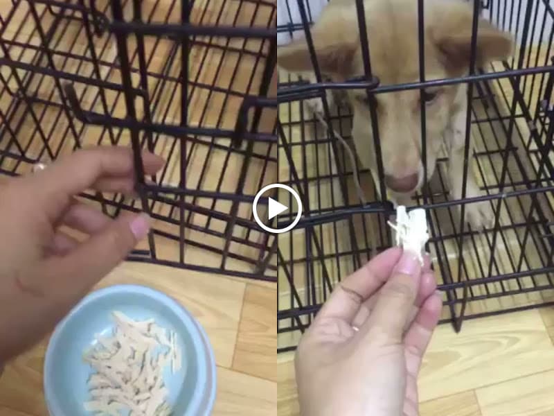 Hình ảnh Thú Y Cần Thơ PHÚC HIỂN - 3