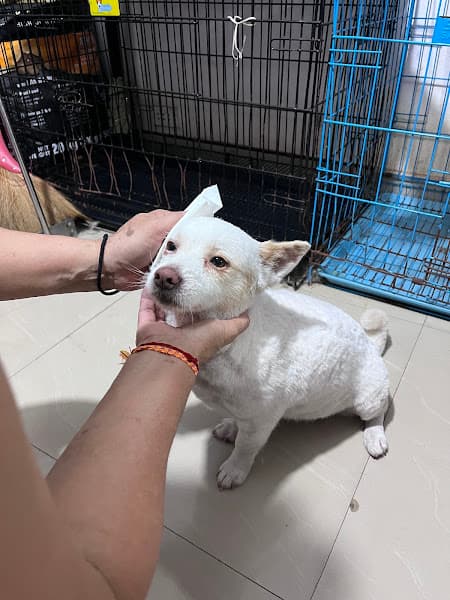 Hình ảnh Thế Giới Thú Cưng Đà Nẵng - 3