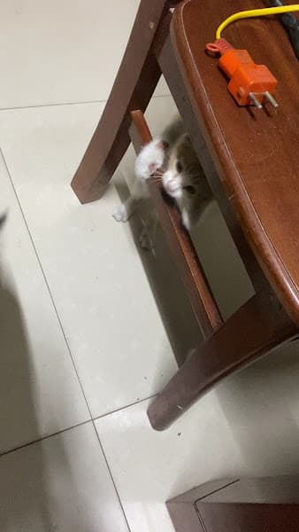 Hình ảnh Bệnh viện Thú y Pet Chop (Phòng khám thú y PetChop Thuận Thành) - 5