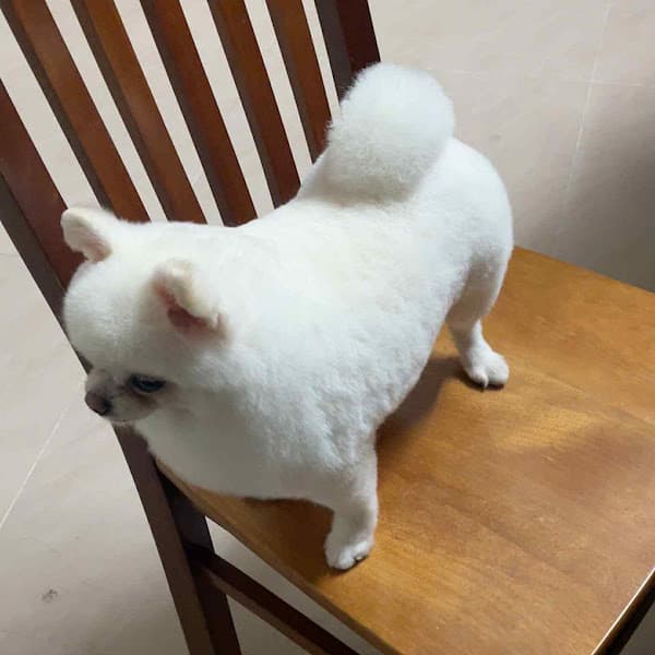 Hình ảnh FLUFFY PET SHOP - 3