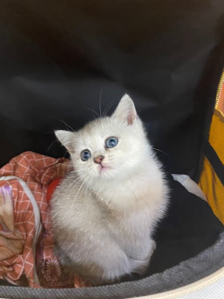 Hình ảnh Bệnh viện Thú y 2Vet Hải Dương - 2