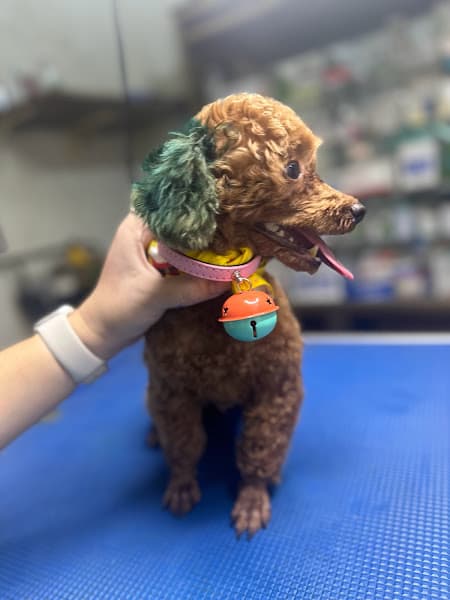 Hình ảnh Phòng Khám Thú Y Hiền Hòa - 5