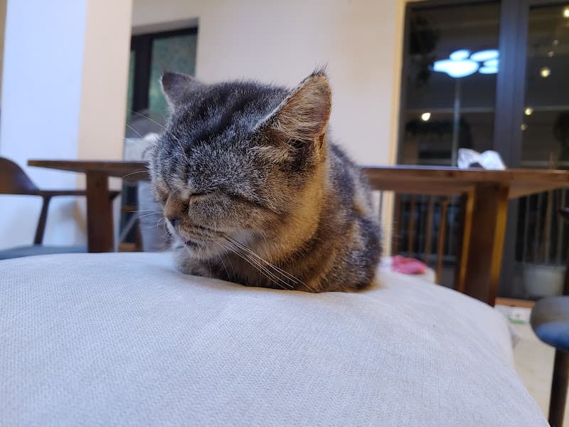 Hình ảnh HaLong Cat Coffee - 3