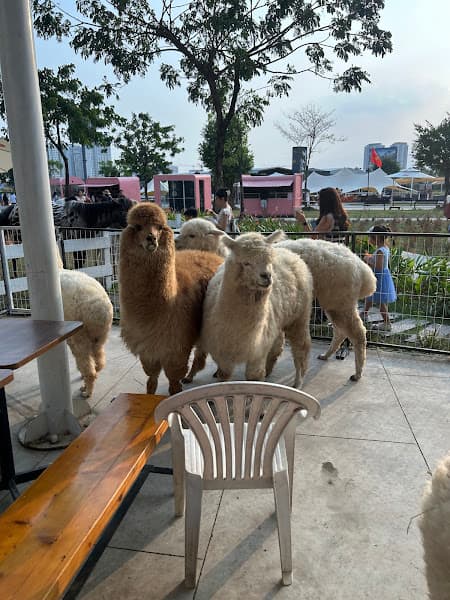 Hình ảnh Mật Pet Farm - Sài Gòn - 5