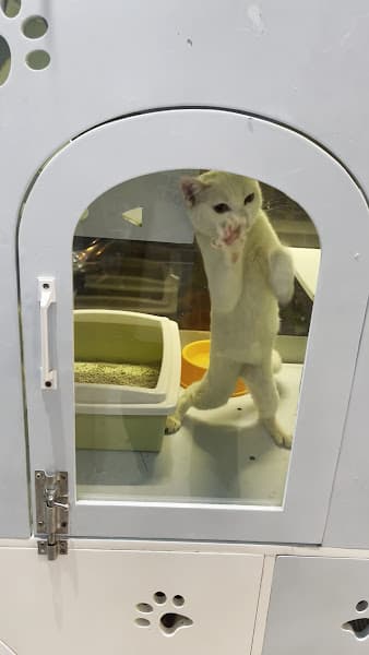 Hình ảnh Shop Thú Cưng Sài Gòn - 2