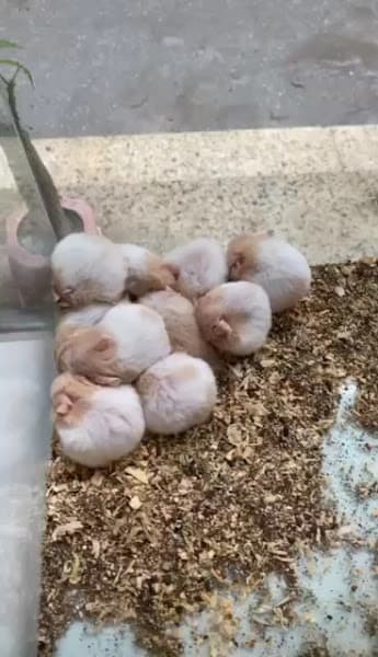 Hình ảnh Home Pet's - Chuột Hamster Hải Phòng - 5